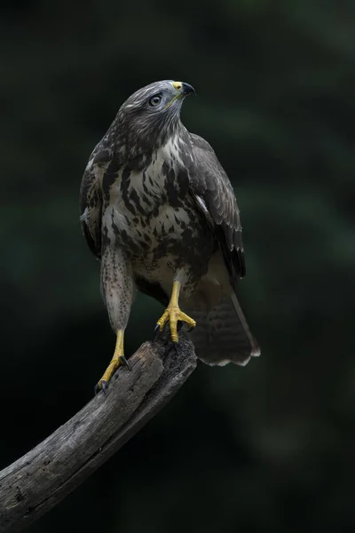 Piękny Myszołów Zwyczajny Buteo Buteo Siedzący Słupie Gałęzi Pastwisku Poszukiwaniu — Zdjęcie stockowe