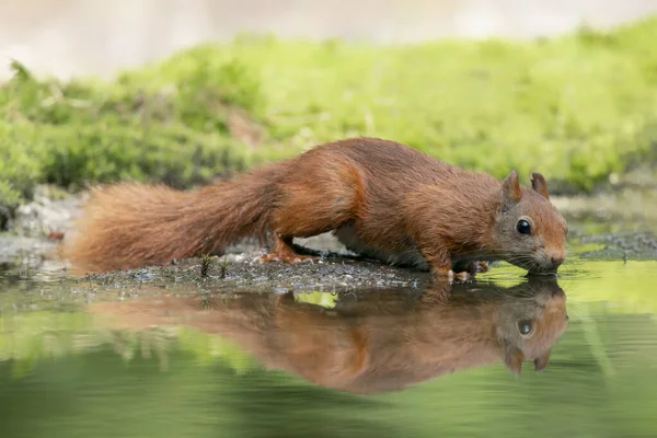 Roztomilá Krásná Euroasijská Červená Veverka Sciurus Vulgaris Pitná Voda Bazénu — Stock fotografie