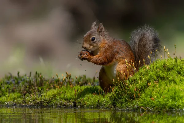 Rotes Eichhörnchen Sciurus Vulgaris Frisst Eine Walnuss Wald Von Noord — Stockfoto