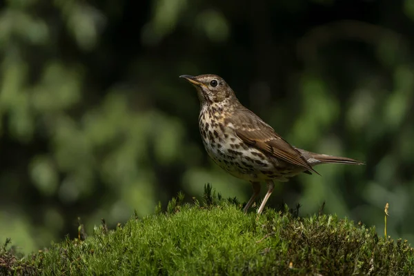 Song Thrush Turdus Philomelos Forest Netherlands — стоковое фото