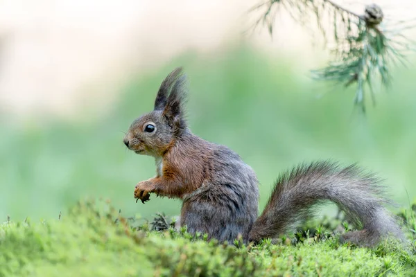 Eurasisches Rothörnchen Sciurus Vulgaris Steht Wald Von Noord Brabant Den — Stockfoto