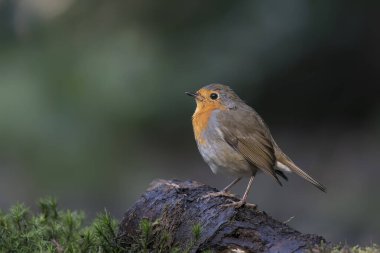  Robin (Erithacus rubecula) Hollanda 'daki Brabant Brabant ormanında bir dalda. Yeşil bokeh arkaplanı.                                                                                                        