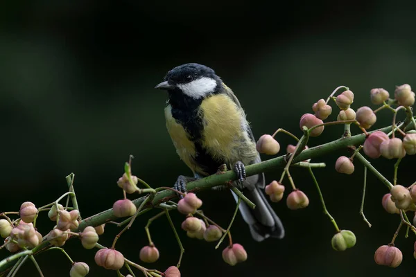 Great Tit Parus Major Branch Euonymus Europaeus Forest Noord Brabant — Stock Photo, Image
