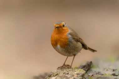Robin (Erithacus rubecula) Hollanda 'daki Brabant Brabant ormanında bir dalda. Yeşil bokeh arkaplanı.                                                                                                        