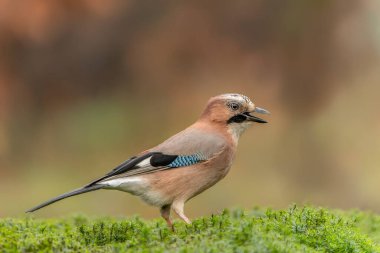 Hollanda 'daki Overijssel ormanında Avrasyalı Jay (Garrulus glandarius).  