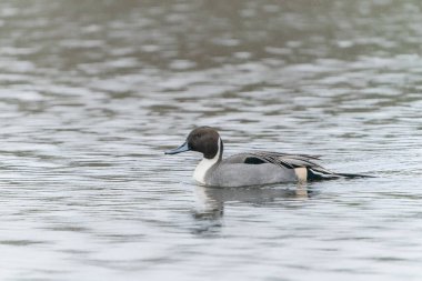                   Male Northern Pintail (Anas acuta) swimming in heavy rain. Gelderland in the Netherlands.             