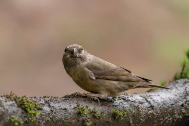 Hollanda 'da bir Noord Brabant ormanında çapraz gagası (Loxia curvirostra). 