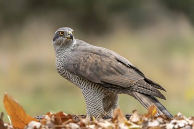 Hollanda 'daki Noord Brabant ormanında Kuzey Goshawk Yetişkinleri (Accipiter gentilis).     