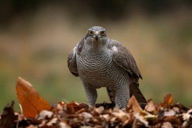 Hollanda 'daki Noord Brabant ormanında Kuzey Goshawk Yetişkinleri (Accipiter gentilis).     