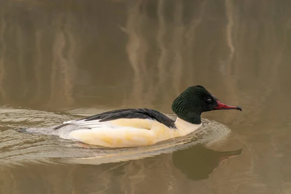 Gänsefuß Mergus Merganser Beim Schwimmen Gelderland Den Niederlanden — Stockfoto