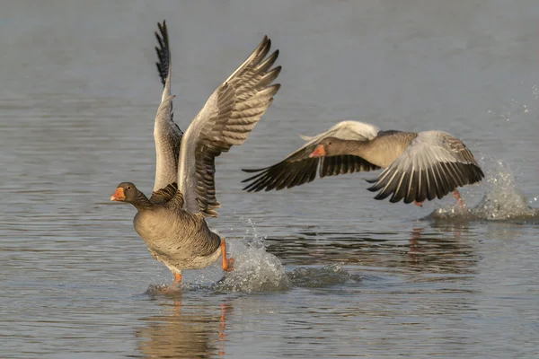 Two Greylag Geese Anser Anser Mating Season Gelderland Netherlands — Stock fotografie
