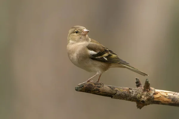 Common Chaffinch Fringilla Coelebs Branch Forest Limburgt Netherlands — Foto de Stock