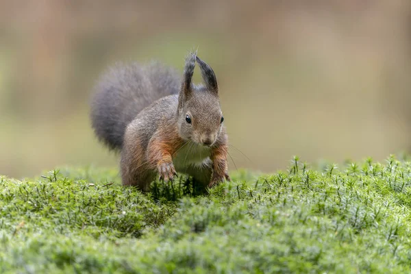 Krásná Juvenilní Baby Red Veverka Sciurus Vulgaris Lese Noord Brabant — Stock fotografie