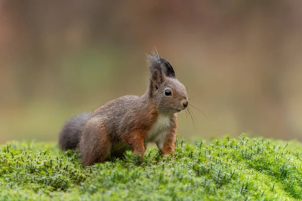 Esquilo Vermelho Bebê Juvenil Bonito Sciurus Vulgaris Floresta Noord Brabant — Fotografia de Stock