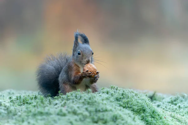 Bellissimo Piccolo Scoiattolo Rosso Sciurus Vulgaris Nella Foresta Del Brabante — Foto Stock