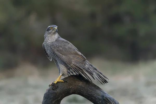 Vuxen Norra Goshawk Accipiter Gentilis Skogen Noord Brabant Nederländerna — Stockfoto