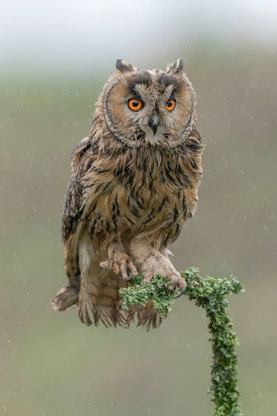 Beautiful Long Eared Owls Asio Otus Sitting Forest Noord Brabant — 스톡 사진
