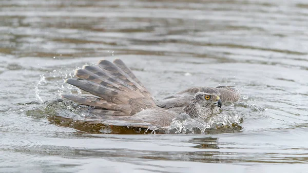 White Tailed Eagle Haliaeetus Albicilla Taking Fish Out Water Oder — Fotografia de Stock