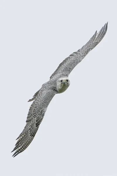 Juveniele Caspian Gull Larus Cachinnans Flight Water Oder Delta Poland — Foto de Stock