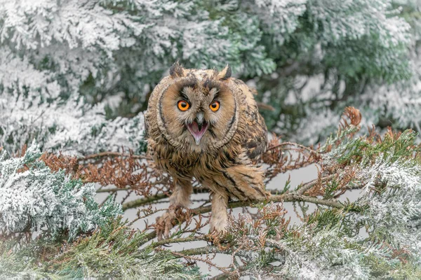 Beautiful Long Eared Owls Asio Otus Branch Winter Setting Gelderland —  Fotos de Stock