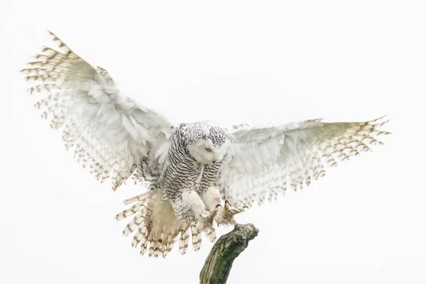 Beautiful Snowy Owl Bubo Scandiacus Reaching Out Perch Branch Isolated — Stockfoto