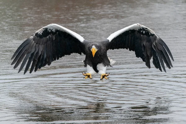 Θαλάσσιος Αετός Του Steller Haliaeetus Pelagicus Βγάζει Ένα Θήραμα Από — Φωτογραφία Αρχείου