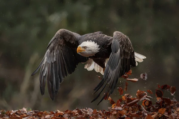Majestic bald eagle American eagle adult (Haliaeetus leucocephalus) in flight. American National Symbol Bald Eagle. Autumn setting.