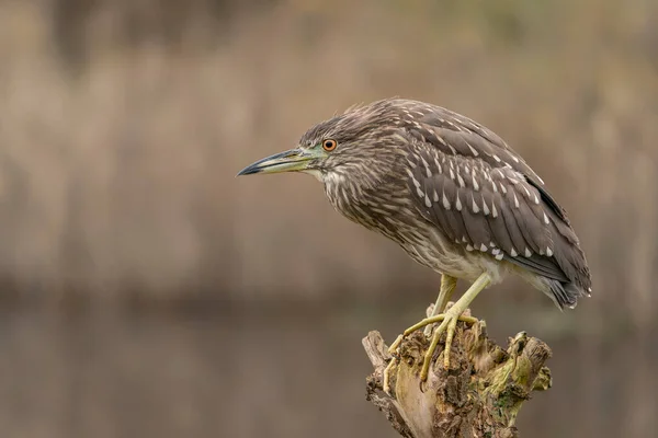 Piękna Czarnokoronowana Czapla Nocna Nycticorax Nycticorax Gałęzi Naturalnym Środowisku — Zdjęcie stockowe