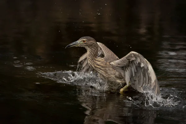 Beautiful Juvenile Night Heron Nycticorax Nycticorax Noord Brabant Netherlands — Foto de Stock