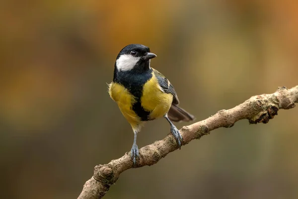 Great Tit Parus Major Branch Forest Noord Brabant Netherlands — Stock Photo, Image