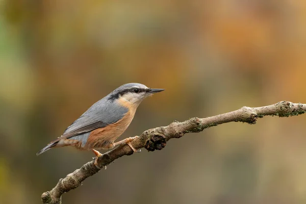 Eurasian Nuthatch Sitta Europaea Υποκατάστημα Στο Δάσος Noord Brabant Στις Εικόνα Αρχείου