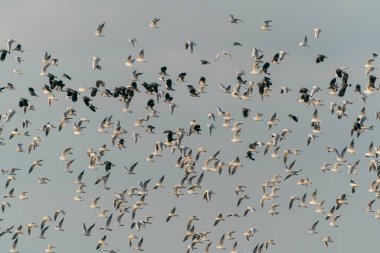 Büyük bir grup kara başlı martı (Chroicocephalus ridibundus) uçuyor. Hollanda 'da Gelderland.