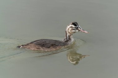 Juvenile Great Crested Grebe, su kuşu (Podiceps kristali) Büyük ibikli yavru. Hollanda 'da Gelderland.