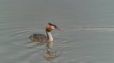 Büyük ibikli yunus balığı (Podiceps kristali) Renkli su kuşu. Hayvanın yansıması. Hollanda 'da Gelderland.                    