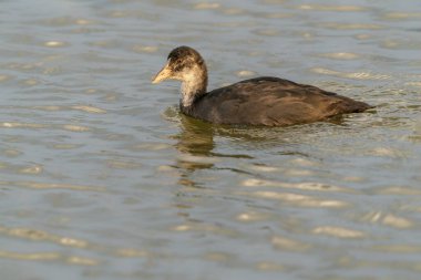                  Juvenile Eurasian Coot (Fulica atra) on a lake in Gelderland in the Netherlands. Eurasian Coot chick.              