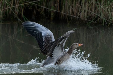  İki Greylag Goose (Anser anser) inişi görüldü (ve korna). Hollanda 'daki suya iniş yapmak üzere. Her yere su sıçrıyor. Geniş açılı kanatlar.                                                                                      