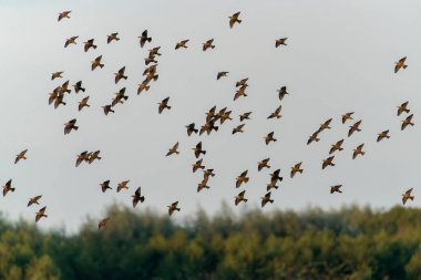                 Güzel sığırcık sürüsü. Hollanda 'da sığırcık sürüsü uçuyor. Ocak ve Şubat aylarında, yüz binlerce sığırcık dev bulutlarda toplandı. Sığırcık hırıltıları.               