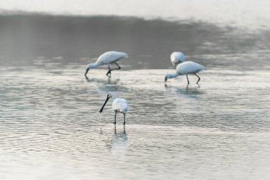 Hollanda 'da Güzel Avrasya Kaşığı veya sıradan kaşık faturası (Platalea leucorodia) Gelderland.                                                                                          