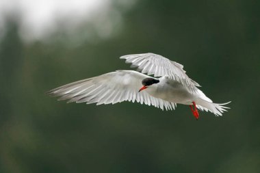 Uçuşun ortak Tern 'i (Sterna hirundo). Hollanda 'da Gelderland.                                