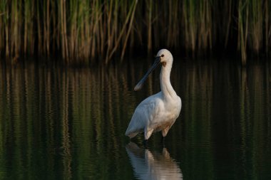 Güzel Avrasya Spoonbill veya sıradan kaşık faturası (Platalea lökosorodia). Hollanda 'da Gelderland.                                       