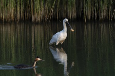 Güzel Avrasya Spoonbill veya sıradan kaşık faturası (Platalea lökosorodia). Hollanda 'da Gelderland.                                       