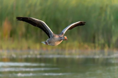  Greylag Goose (Anser anser) in flight. Gelderland in the Netherlands. Isolated on ablue sky background.   