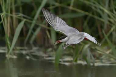 Genel Tern (Sterna hirundo). Hollanda 'da Gelderland. 