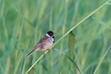 Male Reed Bunting (Emberiza schoeniclus) singing from reed stem. Gelderland in the Netherlands. Reed Bunting perched on a reed. 