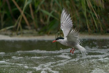 Genel Tern (Sterna hirundo). Hollanda 'da Gelderland. 