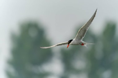 Uçuşun ortak Tern 'i (Sterna hirundo). Hollanda 'da Gelderland.                                