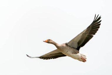 Greylag Goose (Anser anser) uçuyor. Hollanda 'da Gelderland.
