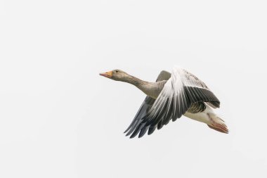 Greylag Goose (Anser anser) uçuyor. Hollanda 'da Gelderland.