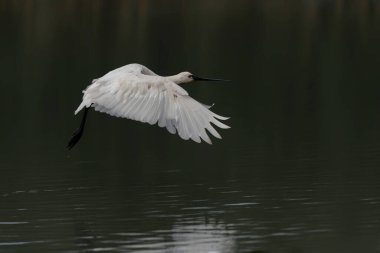   Güzel Avrasya Spoonbill veya yaygın kaşık faturası (Platalea leucorodia) uçuşta. Hollanda 'da Gelderland.                                