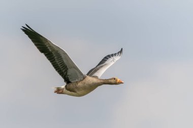 Greylag Goose (Anser anser) uçuyor. Hollanda 'da Gelderland.